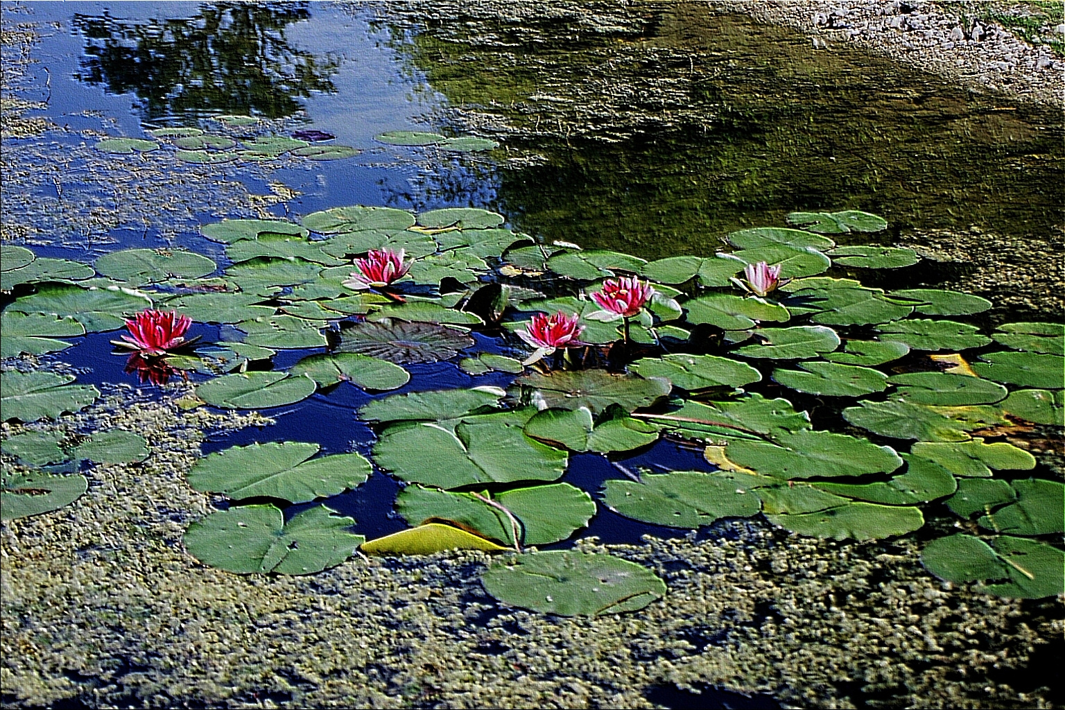 fleurs aquatique mode relief