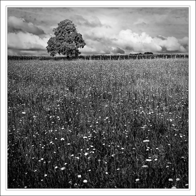 Fleurs, arbre, maïs, ciel...