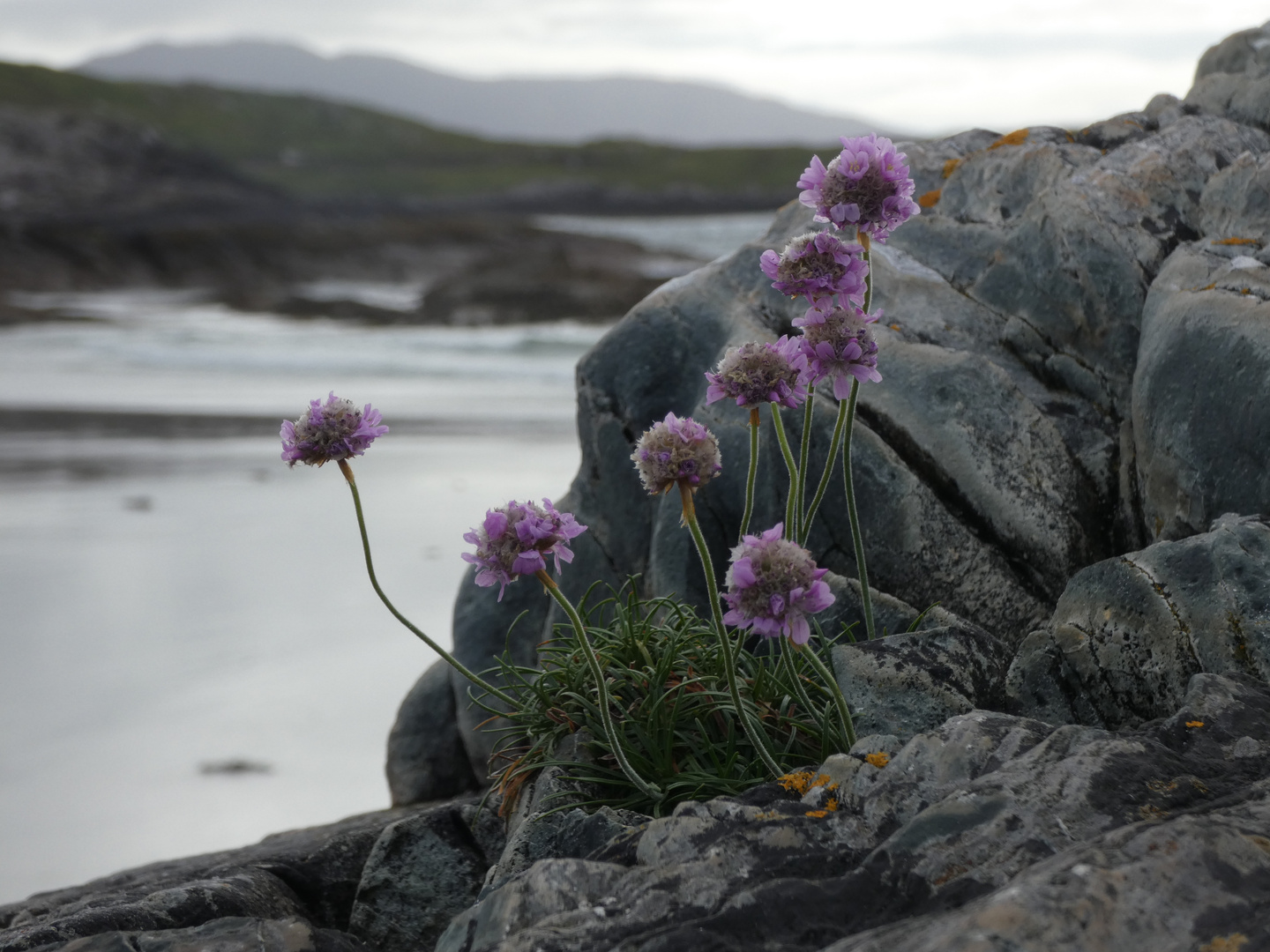 Fleurs au bord de l'eau