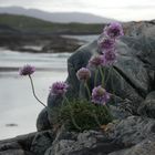 Fleurs au bord de l'eau