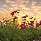 Fleurs au crépuscule