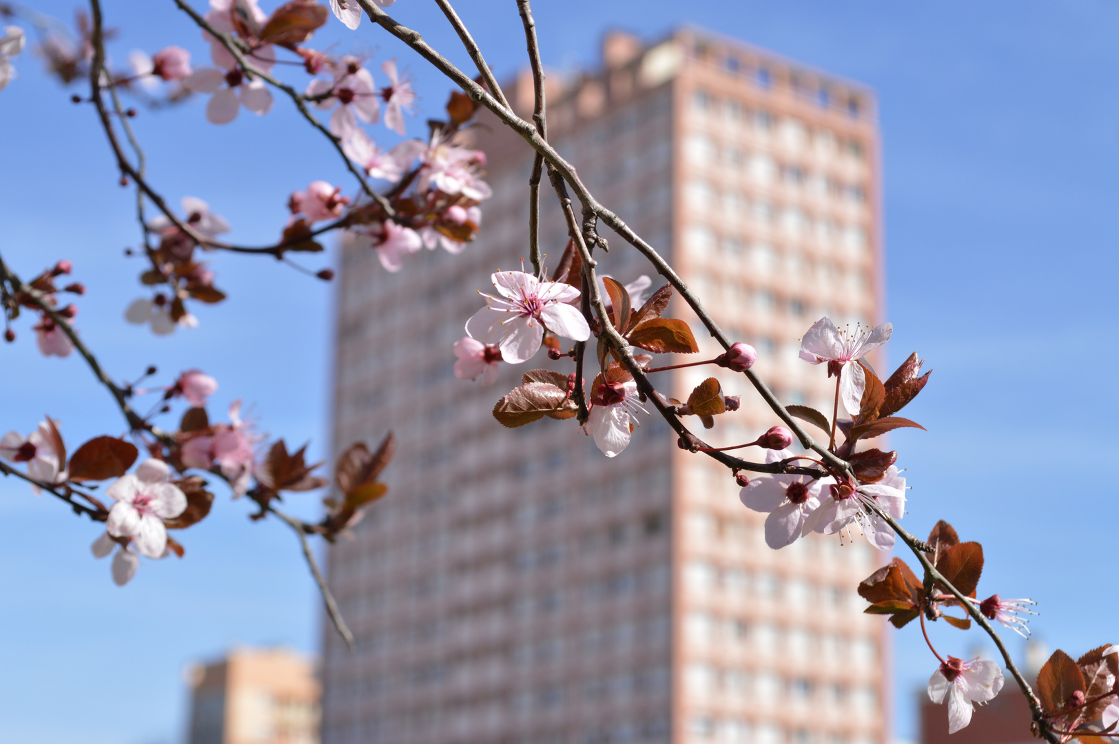 Fleurs au milieu d'un quartier urbain - extérieur