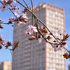 Fleurs au milieu d'un quartier urbain - extérieur