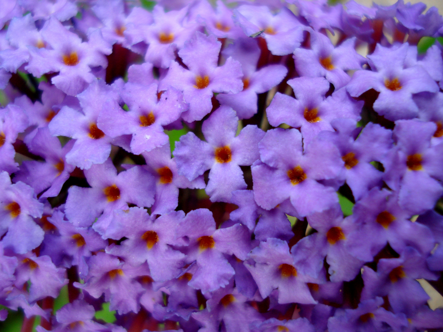 fleurs au papillorama