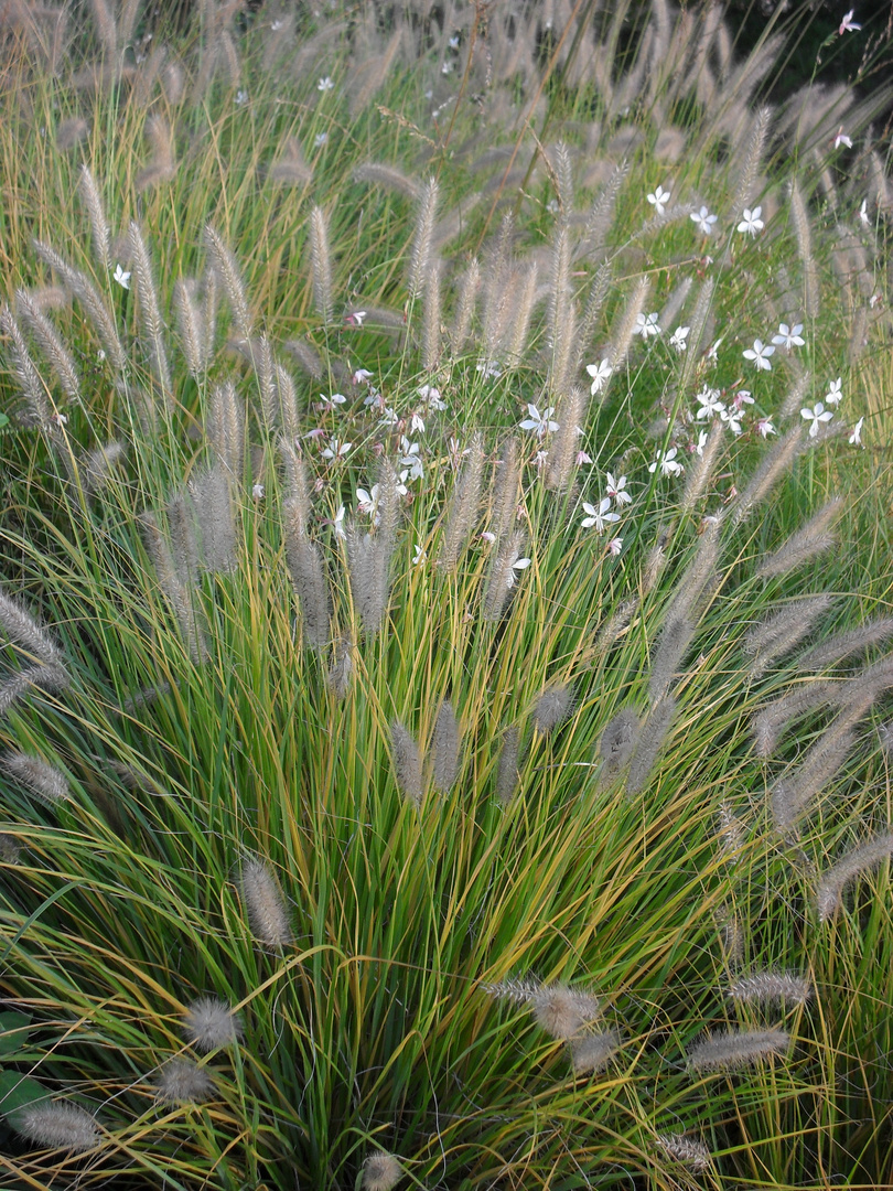 Fleurs au Parc Monod