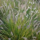 Fleurs au Parc Monod