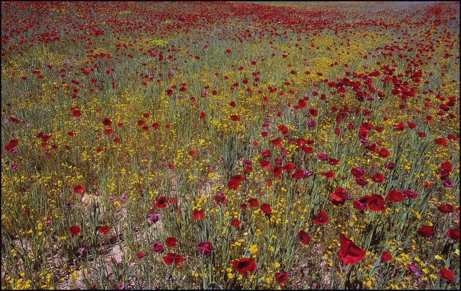 Fleurs auvages du printemps