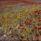 Fleurs auvages du printemps