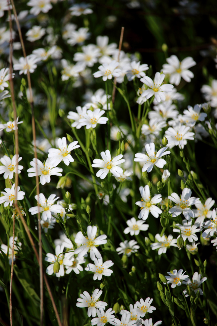 Fleurs