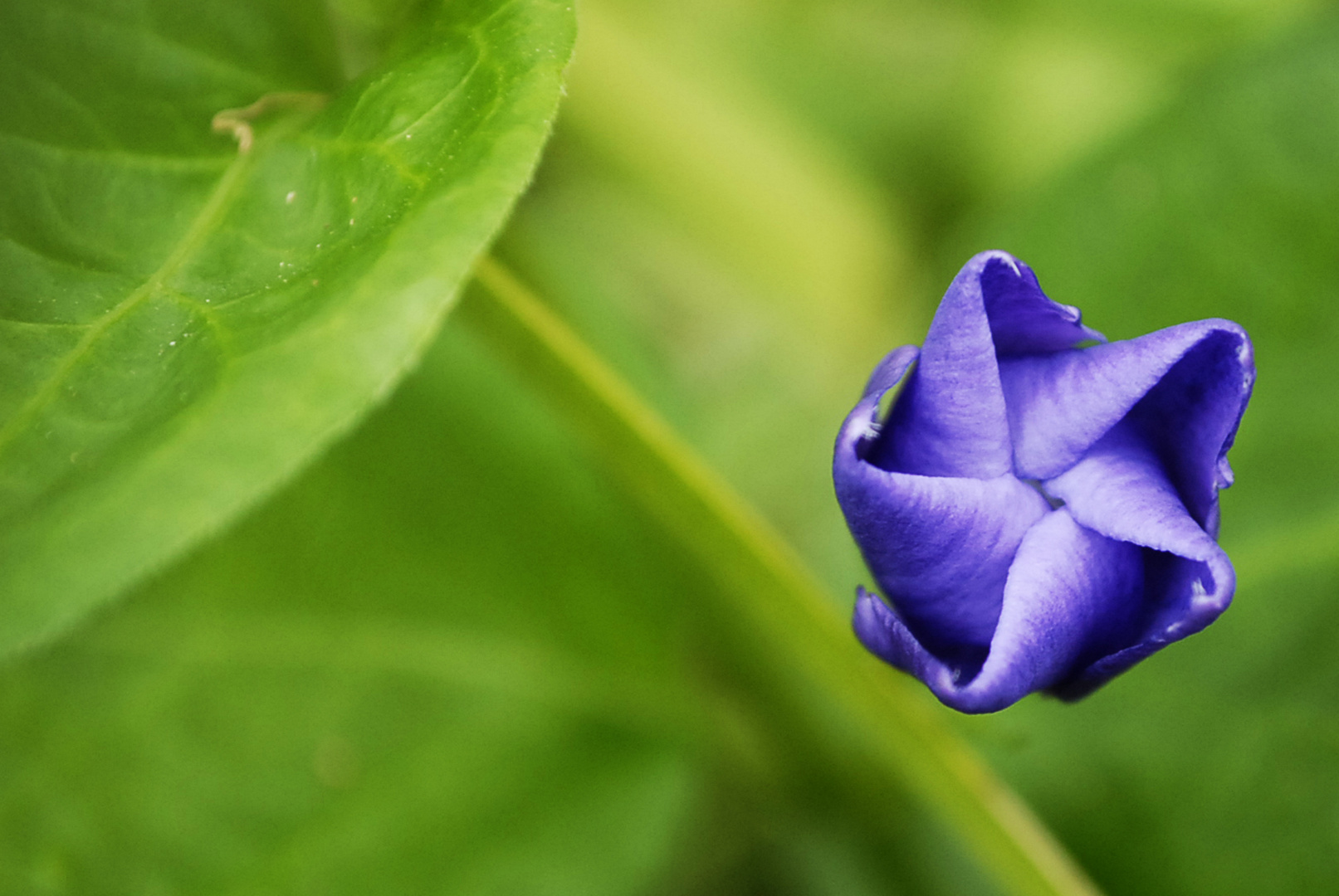 Fleurs