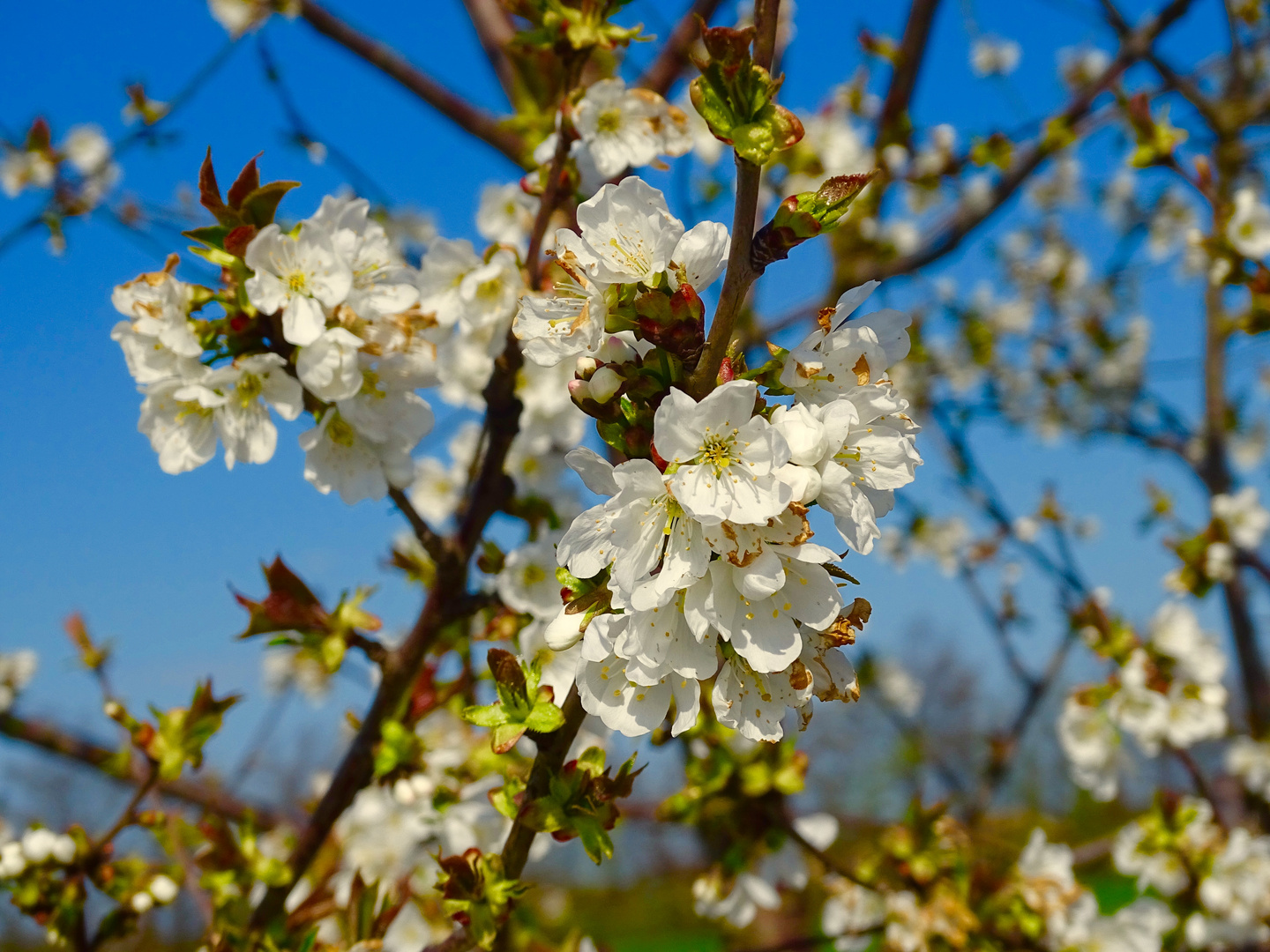 fleurs 