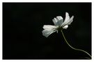 Fleurs blanc von Erikas-Pictures