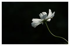 Fleurs blanc