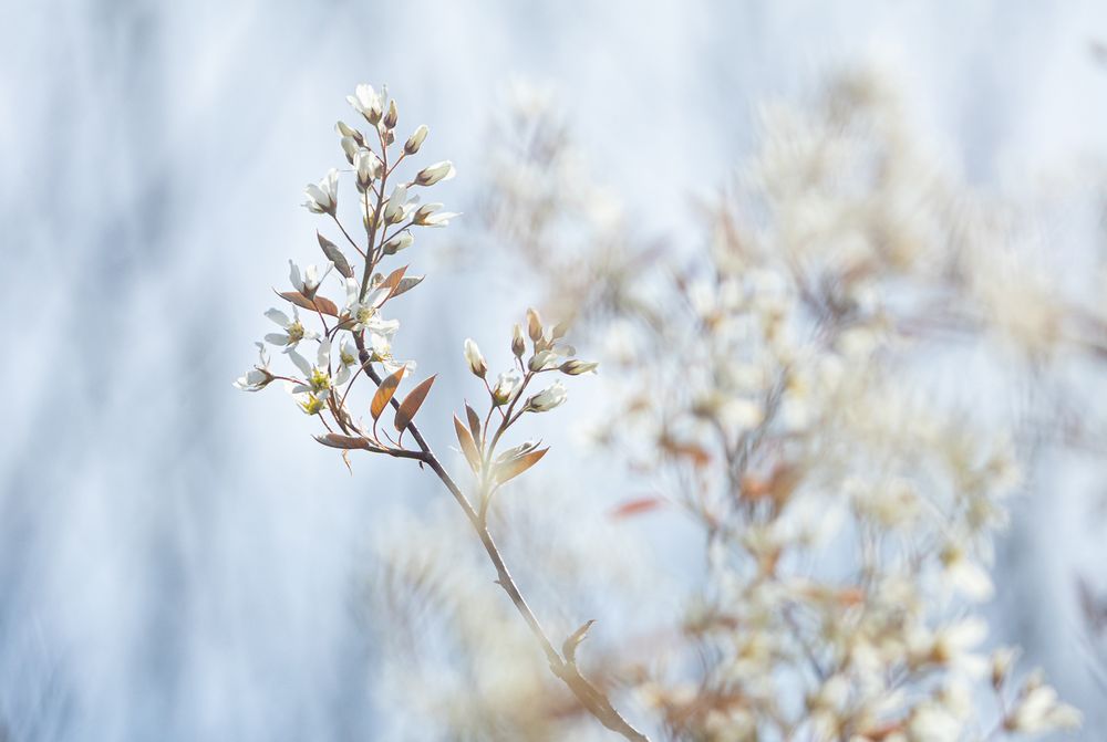 ° ° ° °   fleurs blanc   ° ° ° °