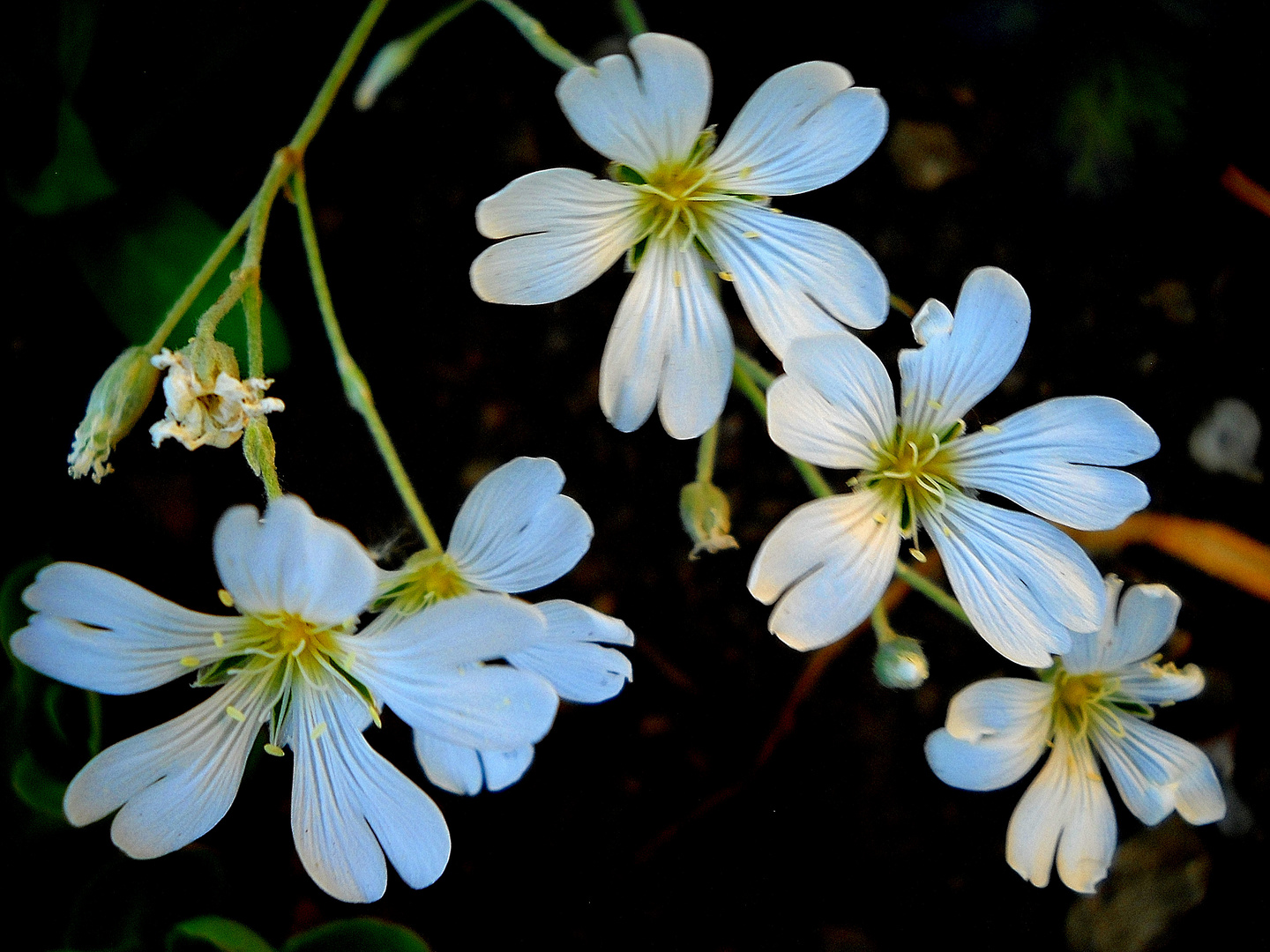 FLEURS BLANCHE