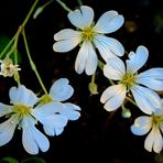 FLEURS BLANCHE