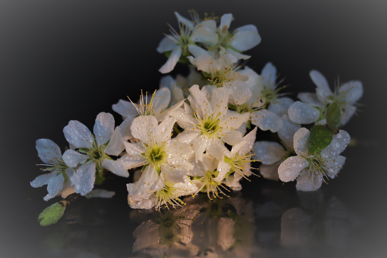 fleurs blanches