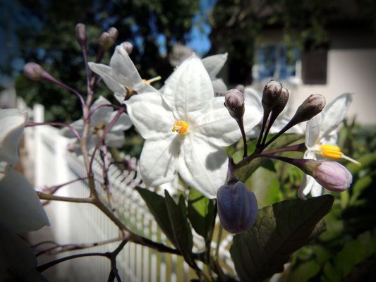 Fleurs blanches à coeur jaune