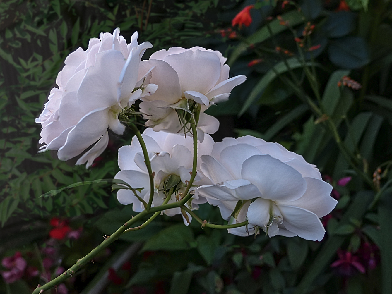 fleurs blanches du jardin nature