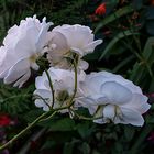 fleurs blanches du jardin nature