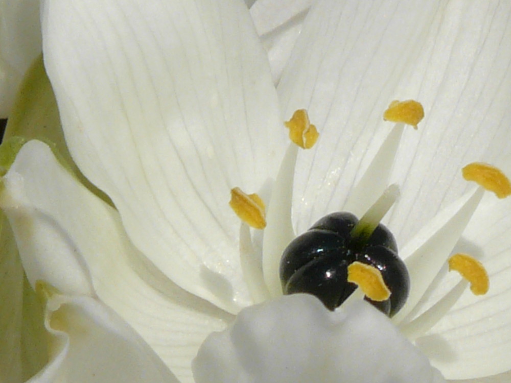fleurs blanches... (nom inconnu) photo et image | macro nature, macro  orchidées sauvages, nature Images fotocommunity