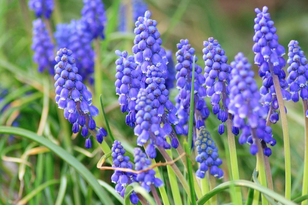 Fleurs bleue