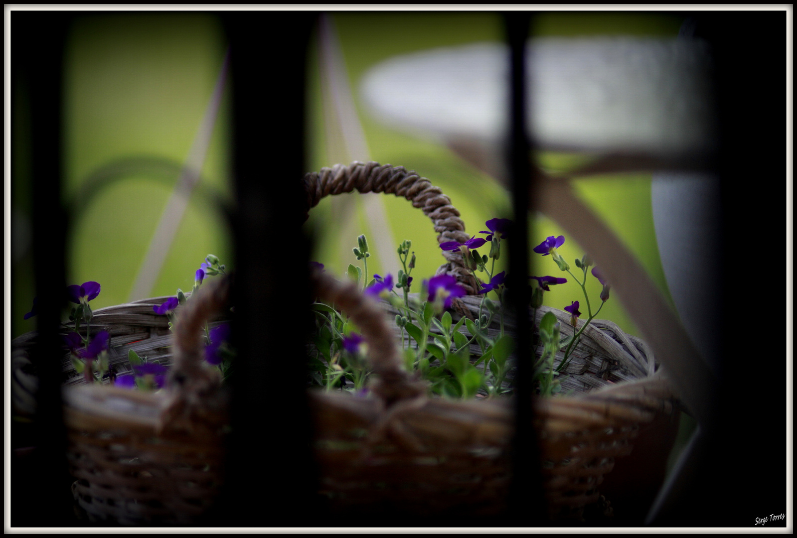 fleurs bleues