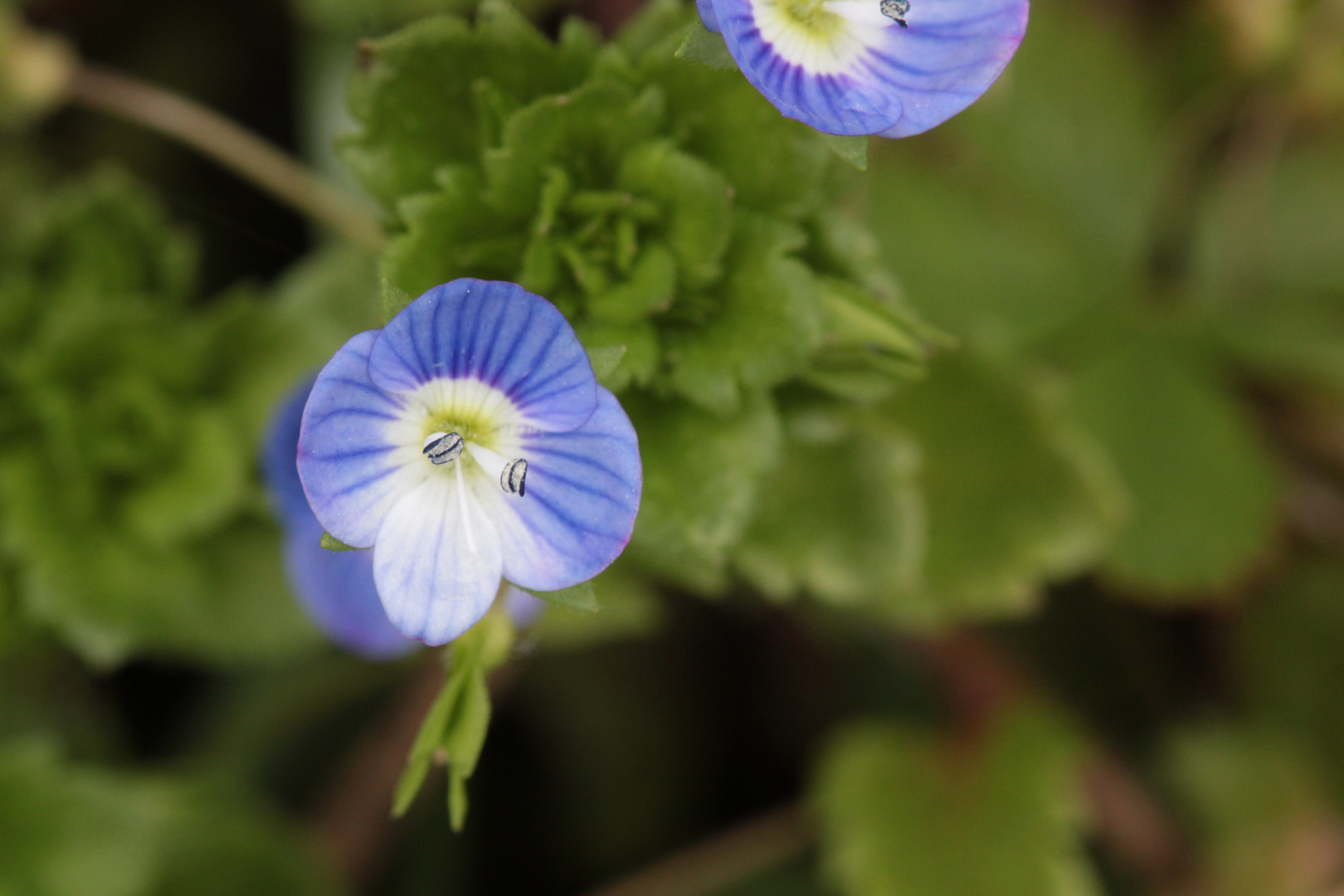 Fleurs bleues