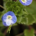 Fleurs bleues