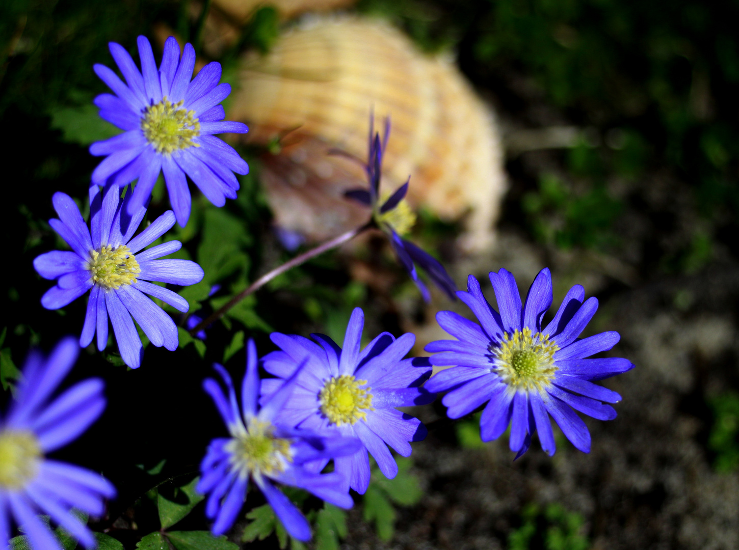 fleurs bleues