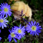 fleurs bleues