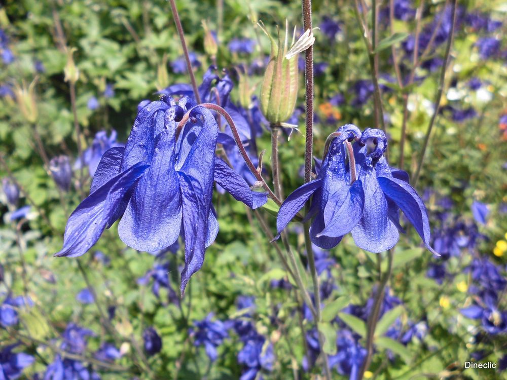 Fleurs bleues