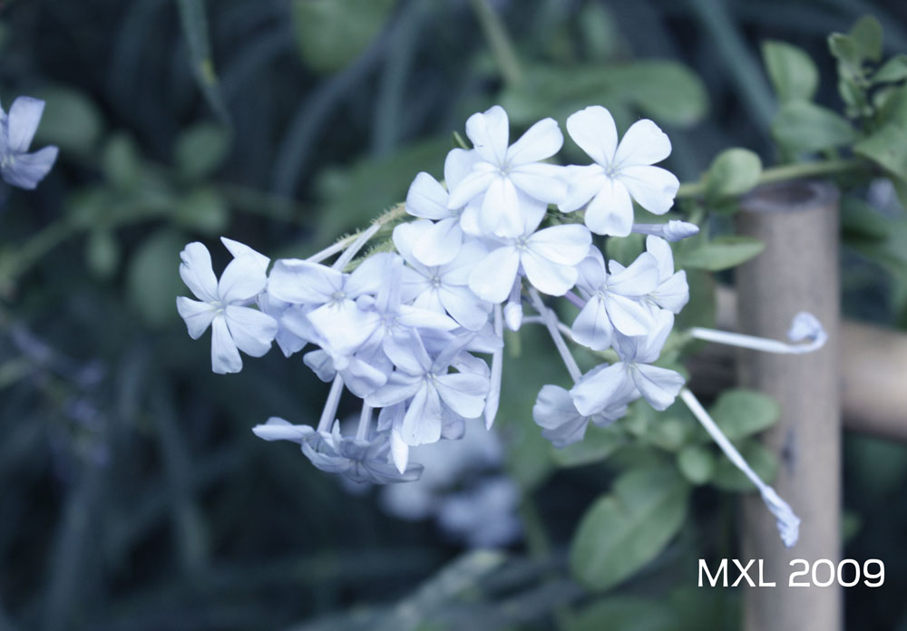 fleurs bleues