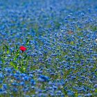 Fleurs bleues