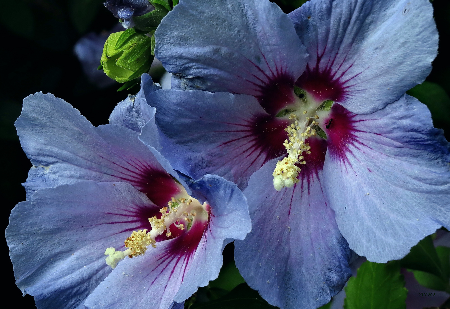 fleurs bleues pour mardi