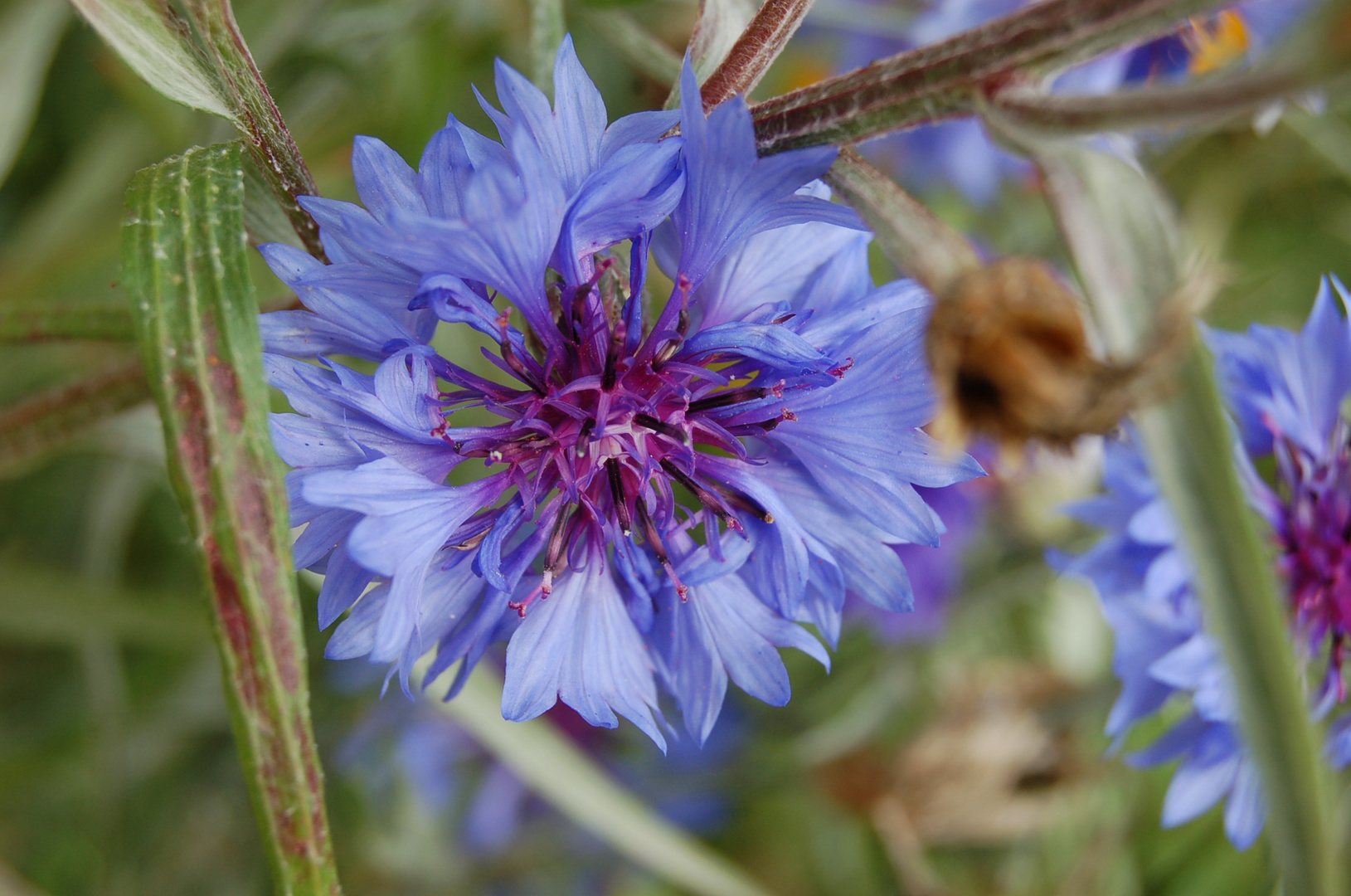 Fleurs bleus