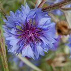 Fleurs bleus