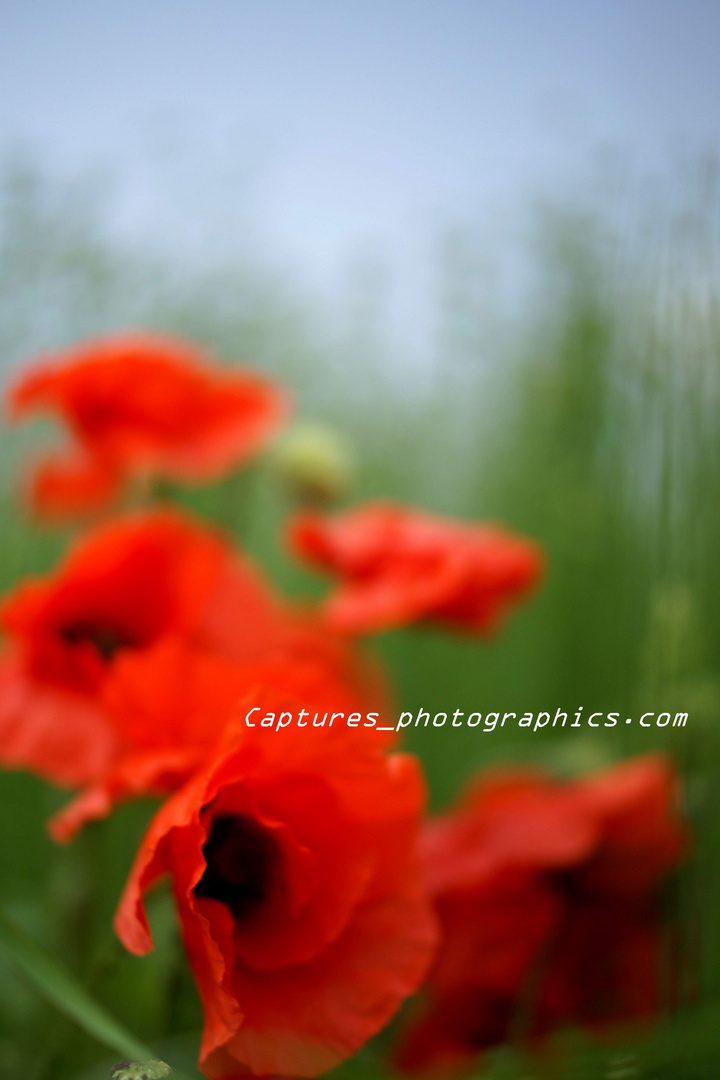 fleurs bucoliques