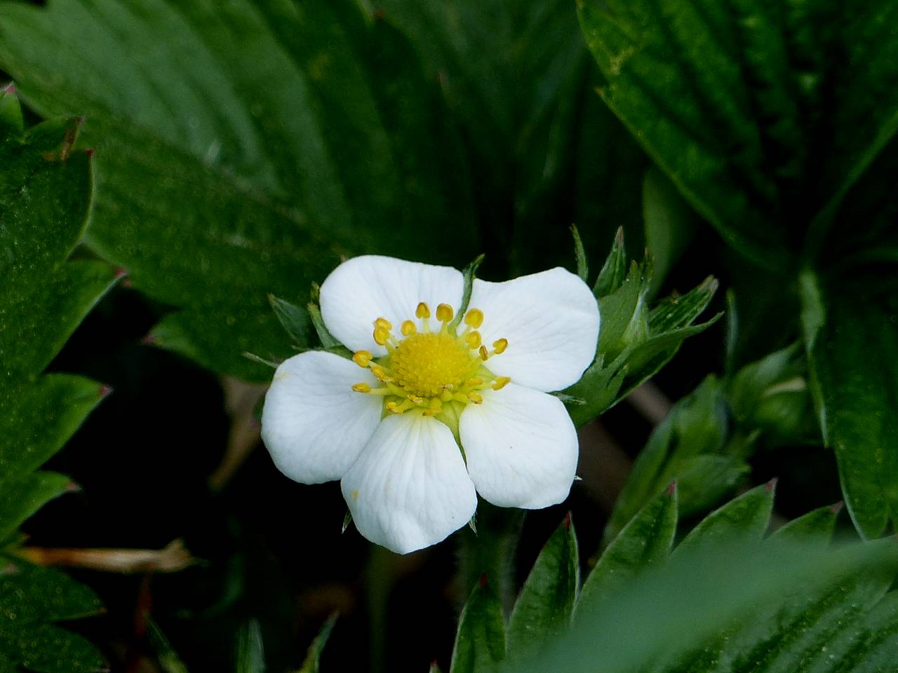 fleurs