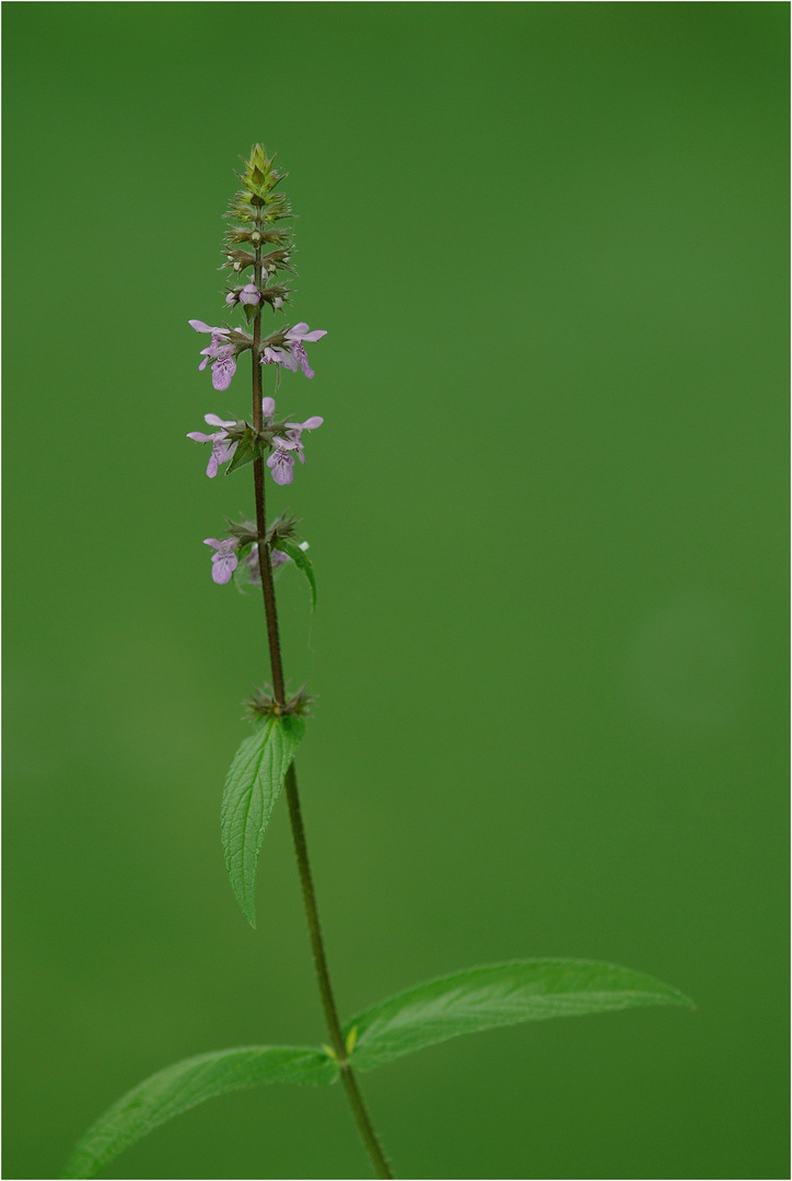 fleurs canal 017