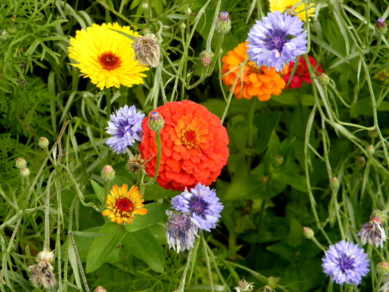 FLEURS CHAMPETRES