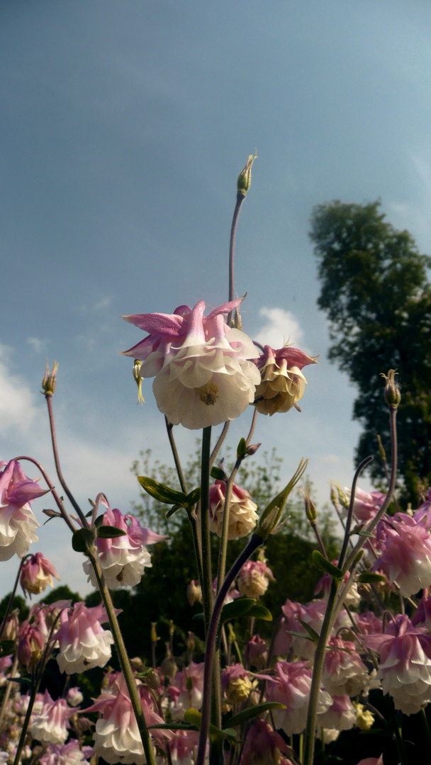 Fleurs Clochettes