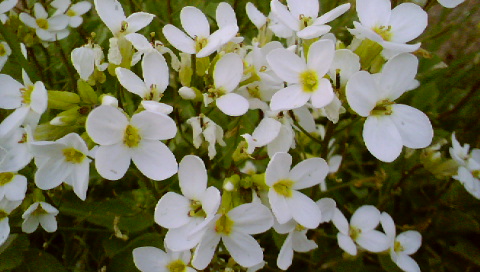 fleurs (crocus)