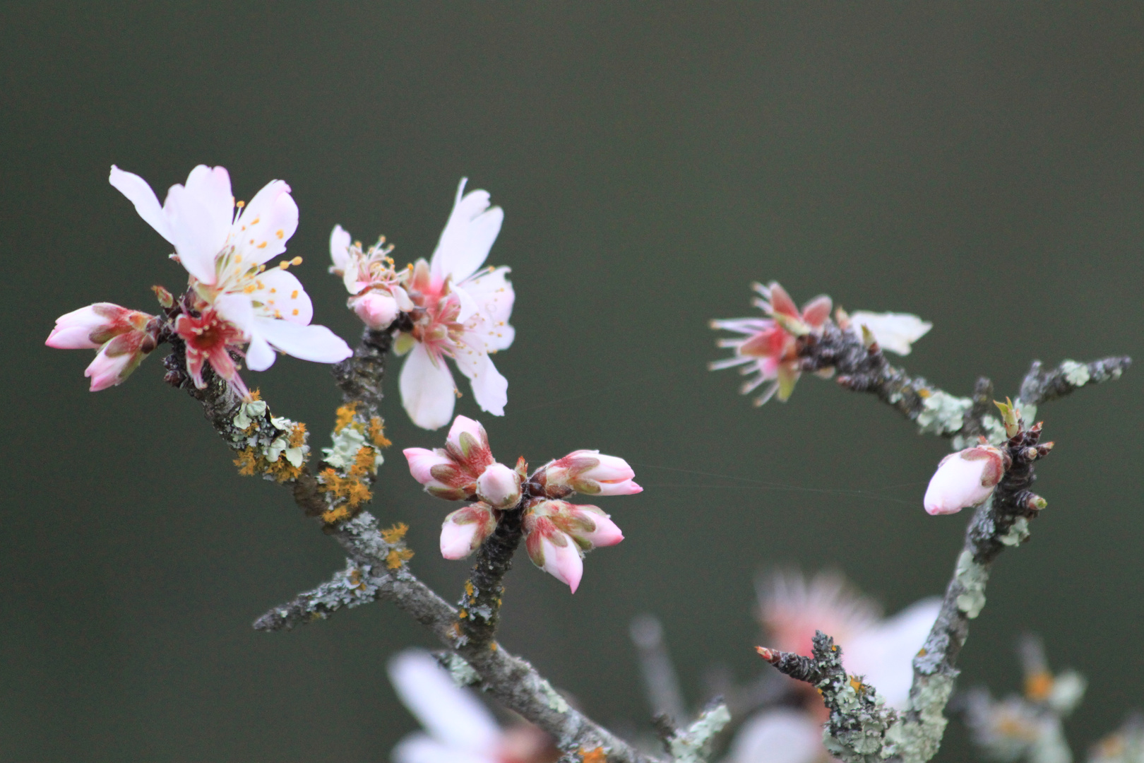 fleurs d amandier