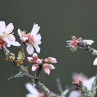 fleurs d amandier