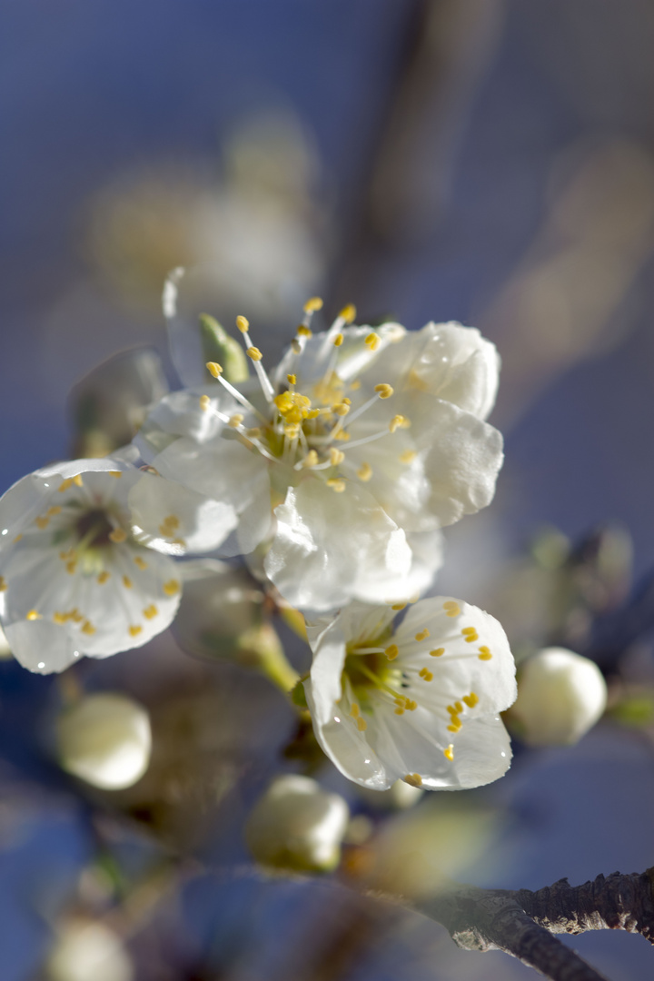 Fleurs d 'amandier 