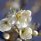 Fleurs d 'amandier 