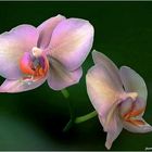 fleurs d' orchidée  