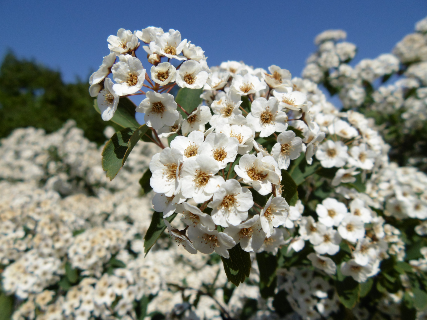 Fleurs 