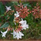 Fleurs d’abélia dans la haie